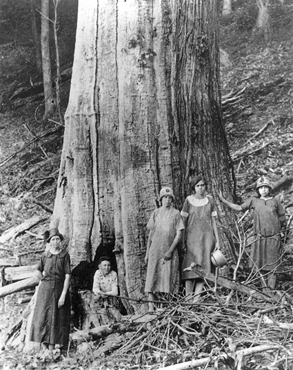 {Castanea dentata}